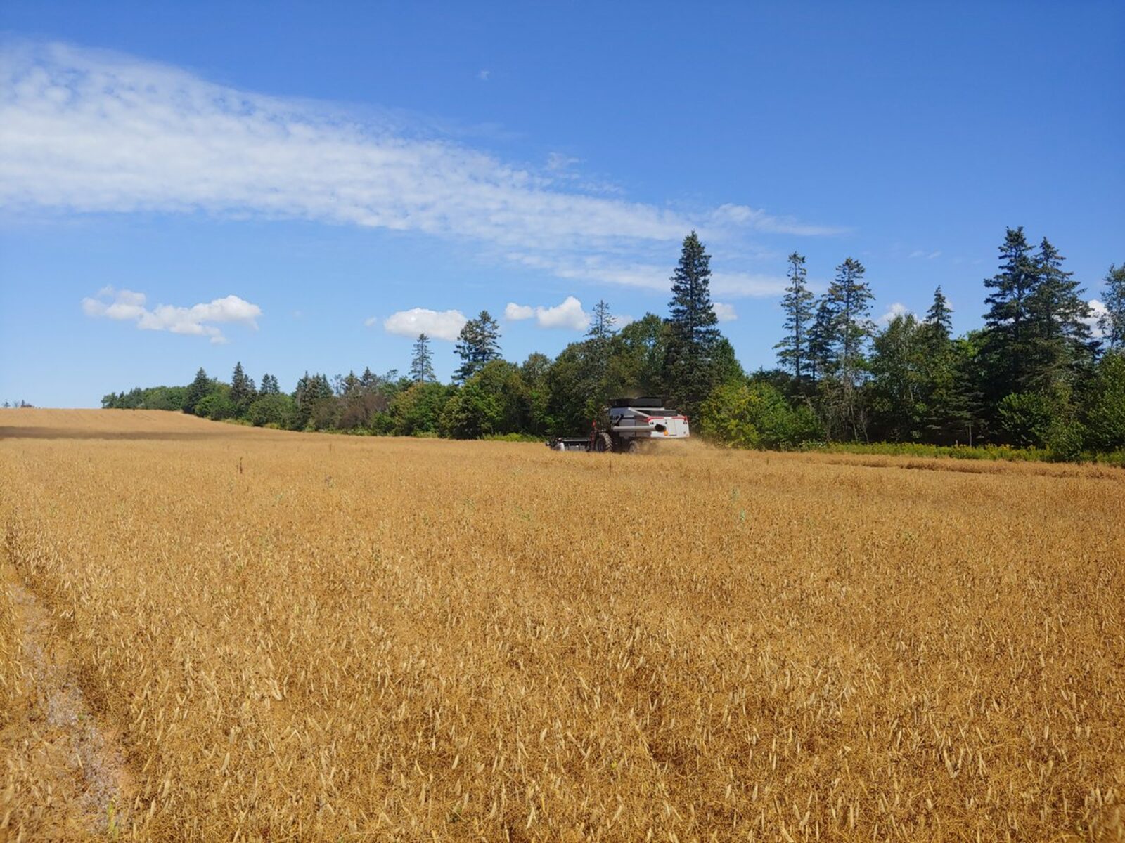 A golden grain field ready for harvest under a wide Island sky