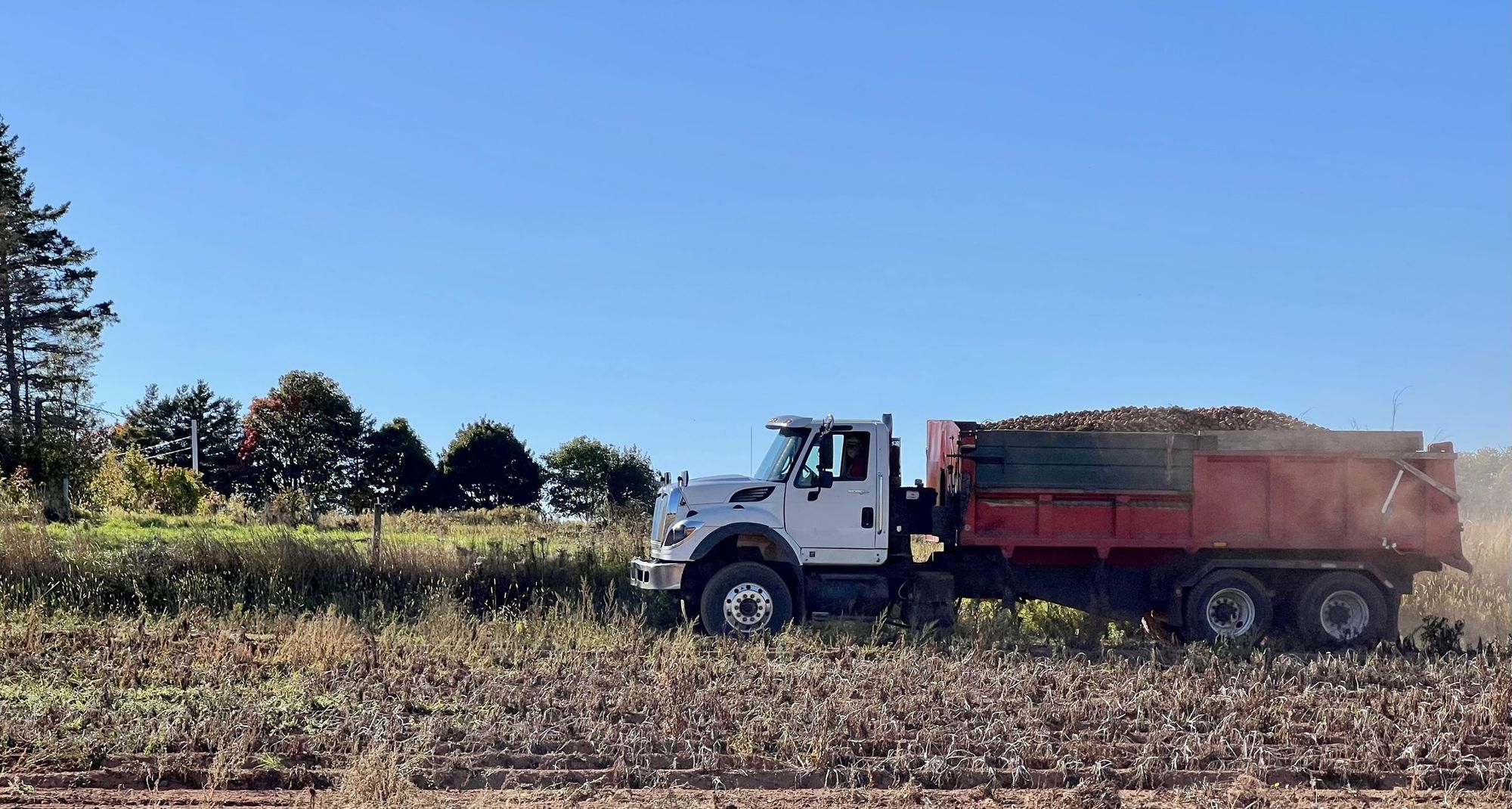 A truck loaded with the harvest in a field at the edge of the woods