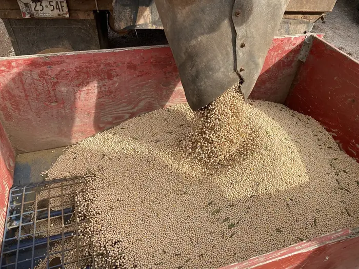 Harvested peas pouring into a wagon at the edge of the field