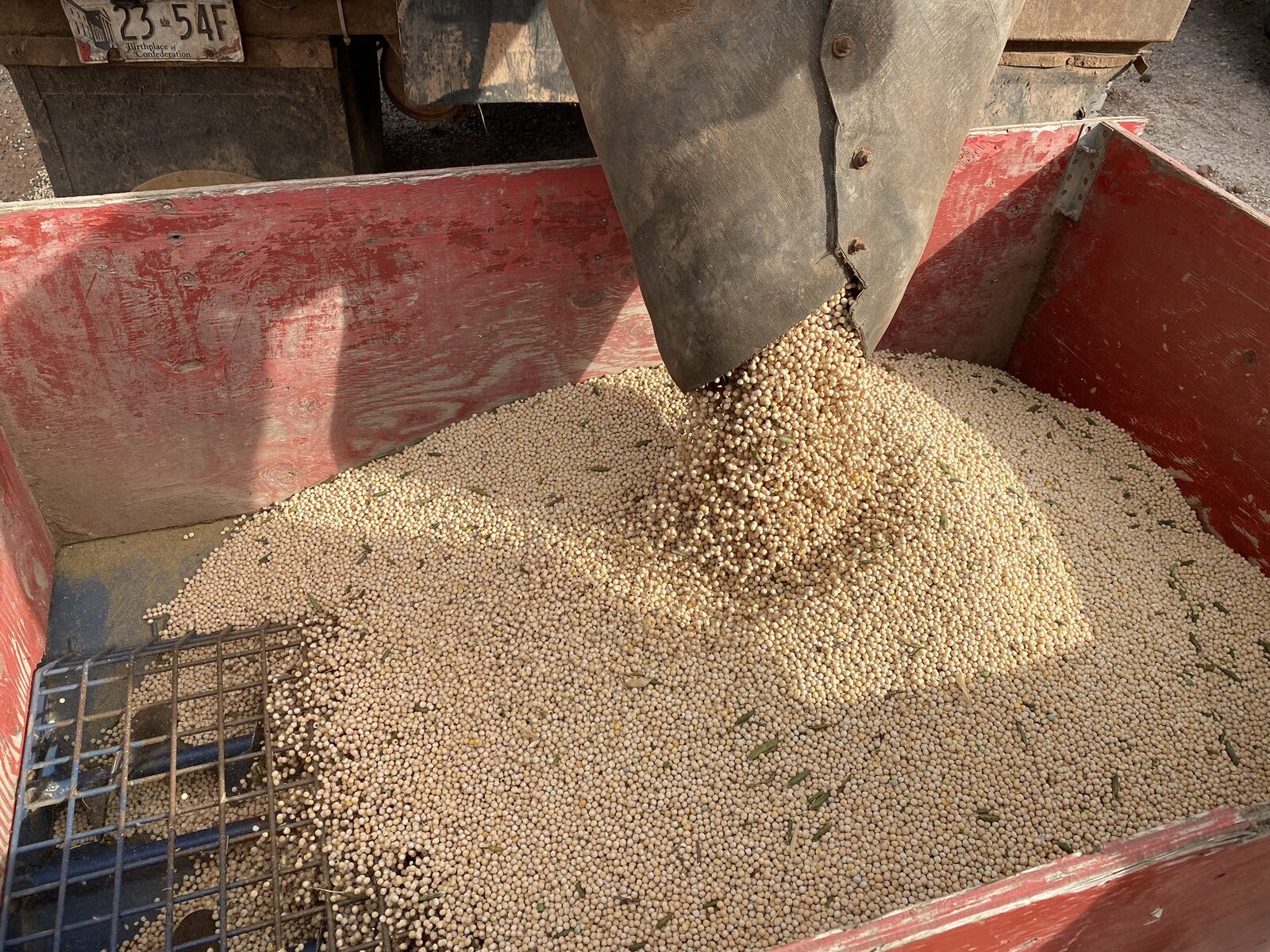 Harvested peas pouring into a wagon at the edge of the field