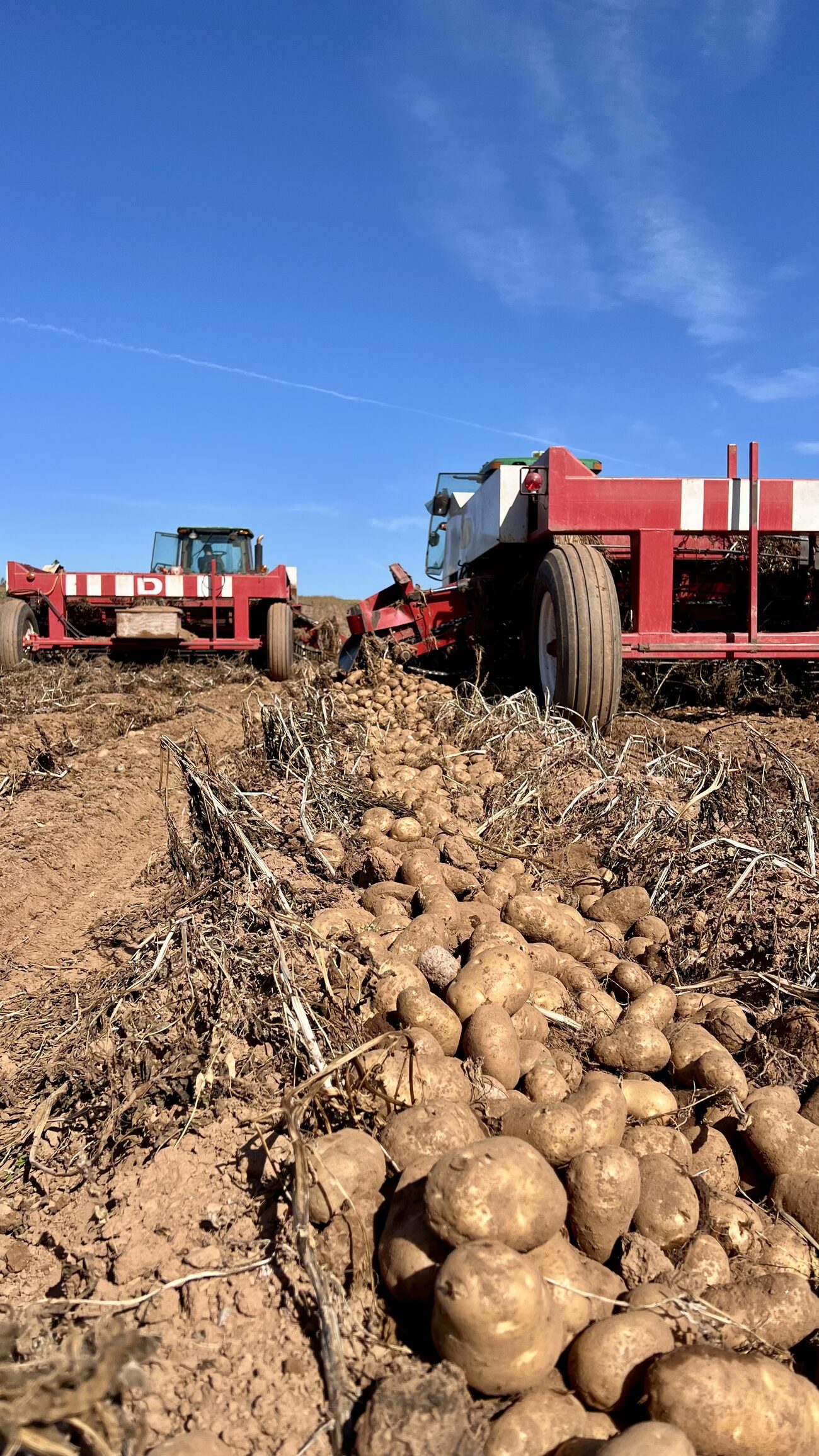 Freshly dug potatoes lying in the red soil beside the harvester